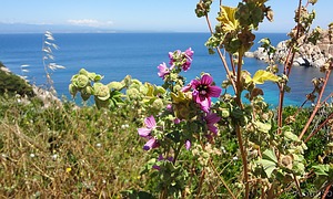 Pflanzen Sardinien